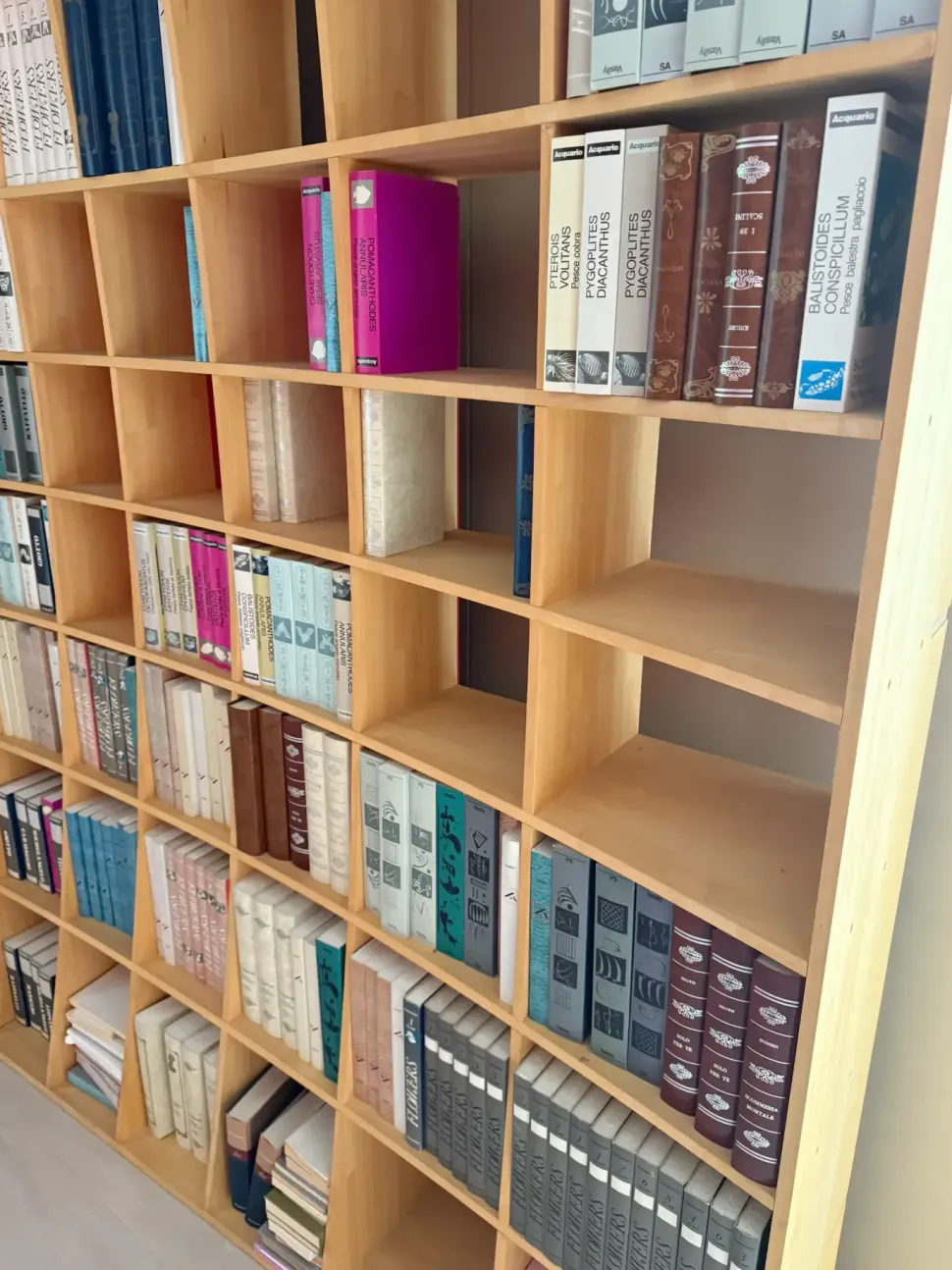 Libreria Artigianale in legno scontata -67%: scopri Biosfera